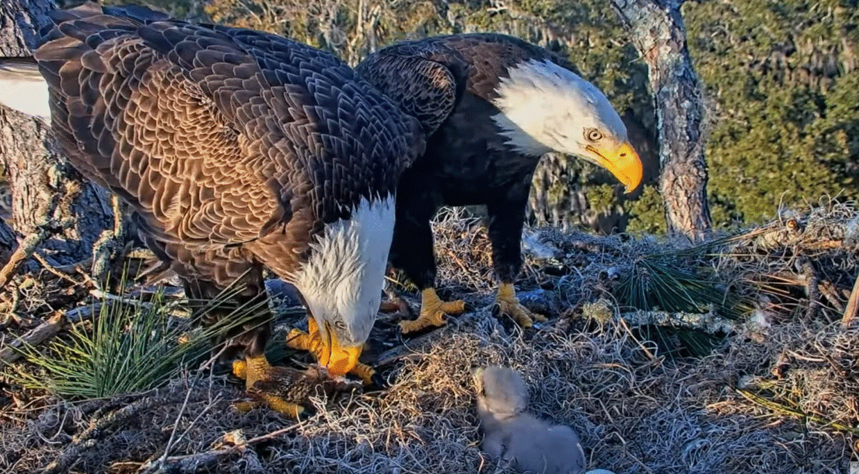 AEF NEFL Eagle Nest Live