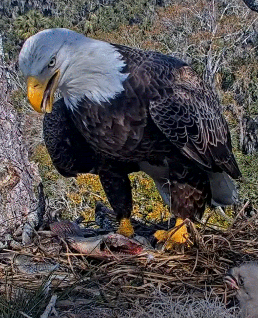 AEF NEFL Gabby Eaglet Nest