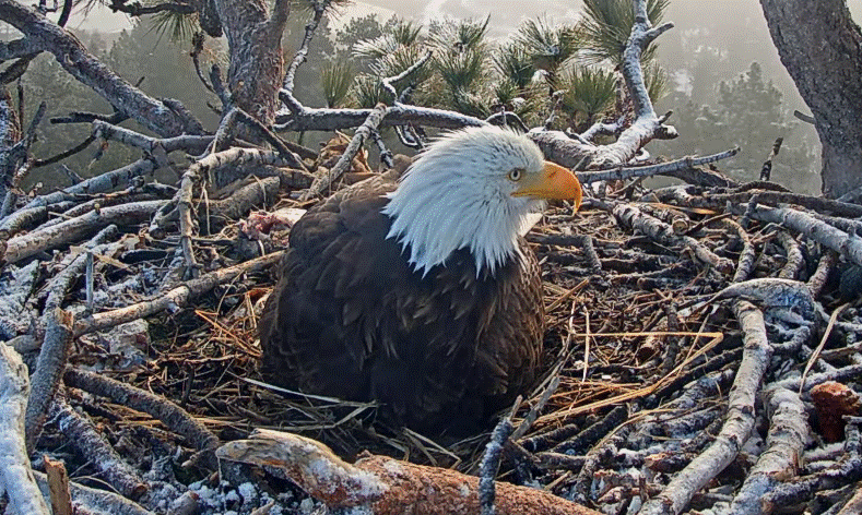 American bald eagle nest Shadow