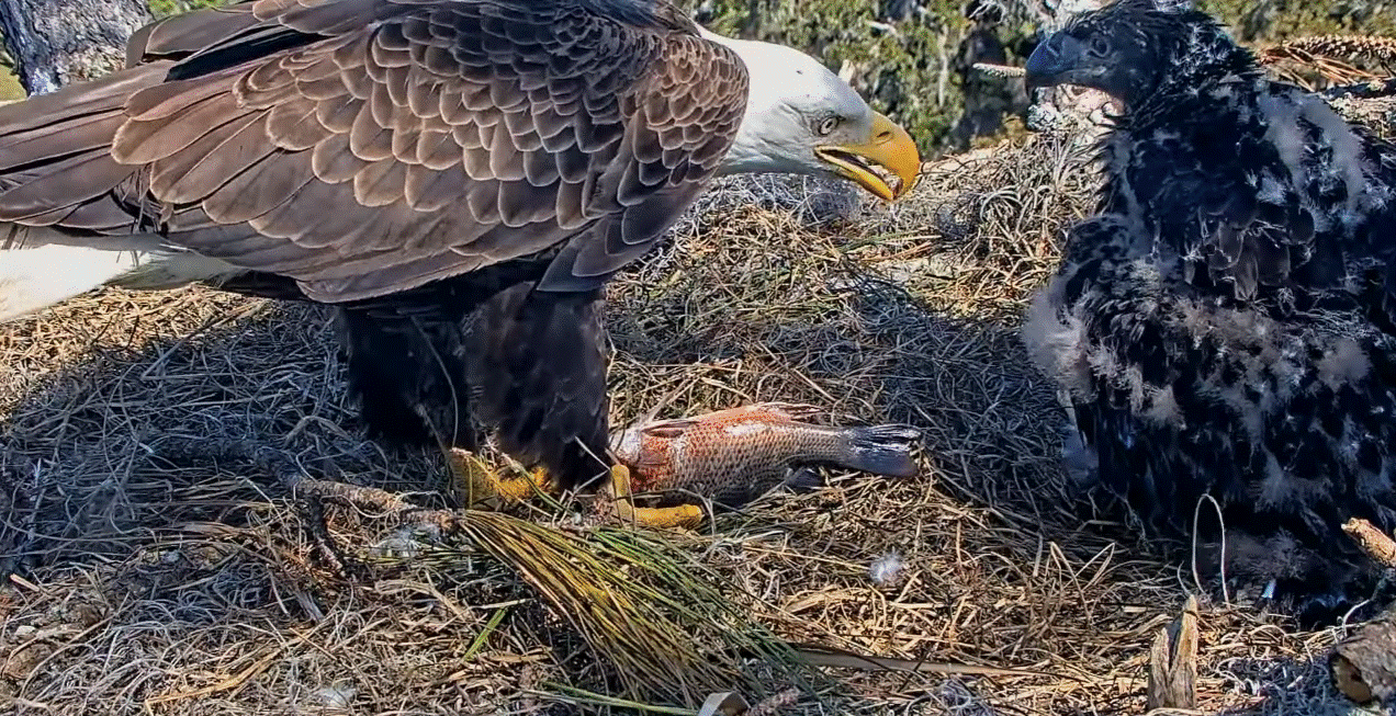 AEF NEFL Beau Feeds Bodie Eagle Nest