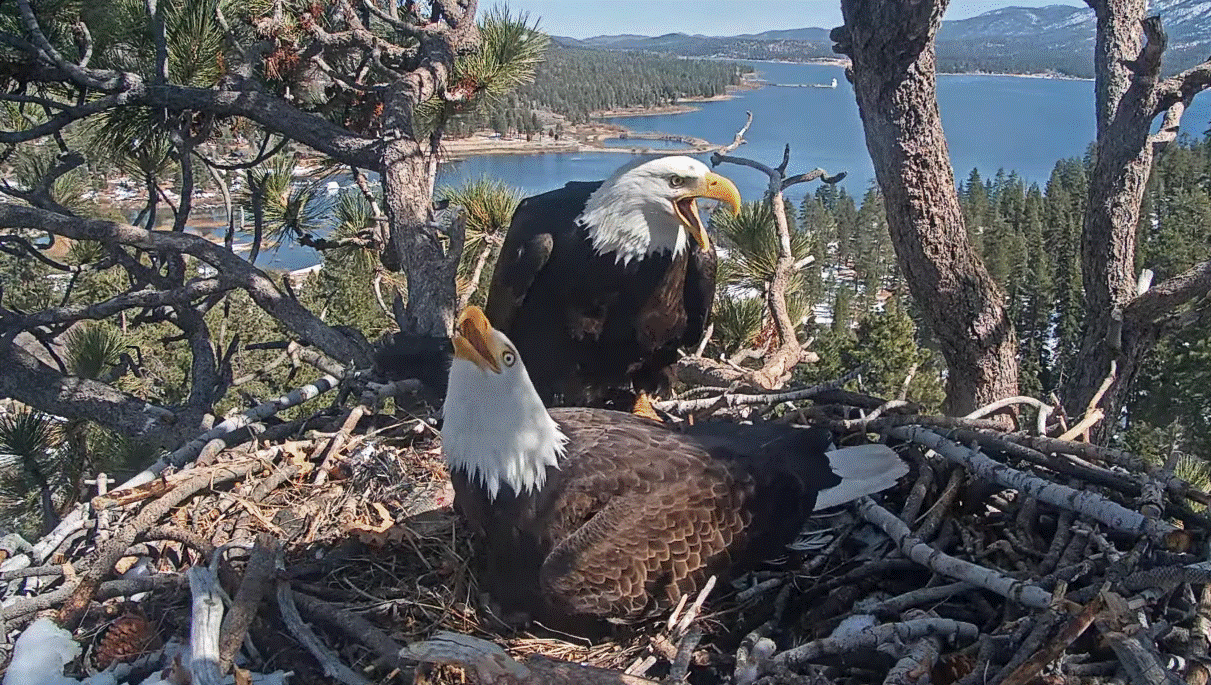 Big Bear Valley Eagle Nest - Jackie & Shadow