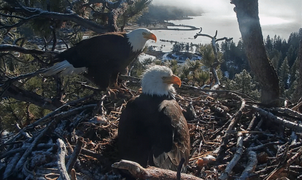 Jackie and Shadow eagle family