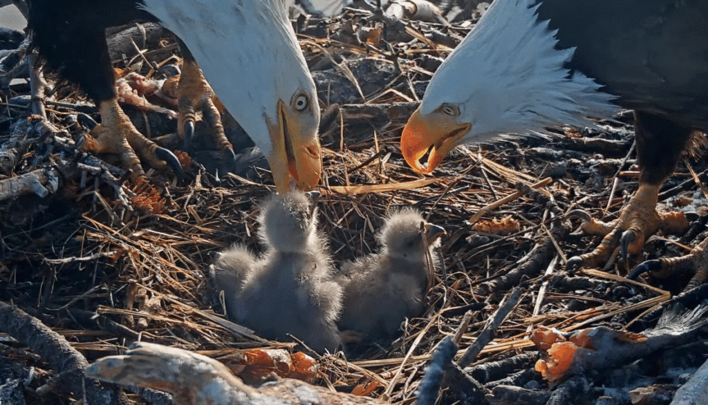 Jackie and Shadow eagle family tandem feeding eaglets