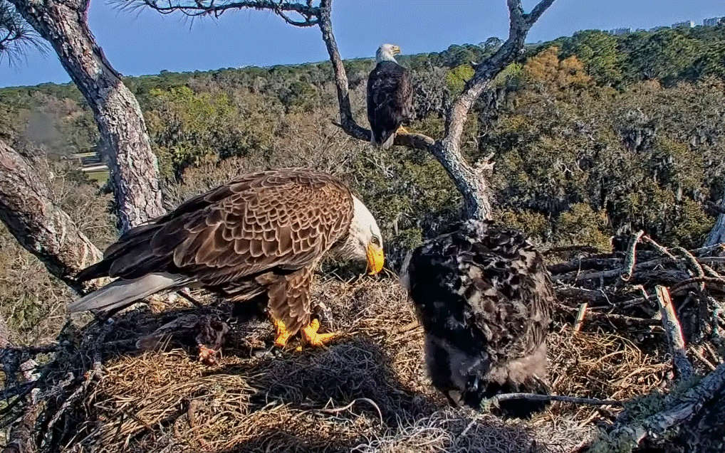 AEF NEFL Gabby Beau Bodie Eagle Nest Live