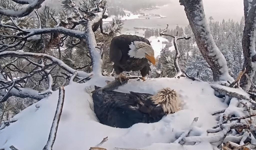 Shadow brings fish for Jackie during a snowstorm