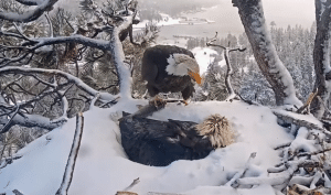 Big Bear Valley Eagle Nest – Jackie & Shadow – Eagle Nest Live