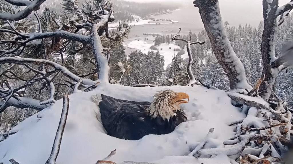 Jackie protecting eggs for 46 hours straight during a snowstorm