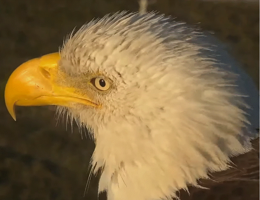 SWFL Bald Eagle Nest M15