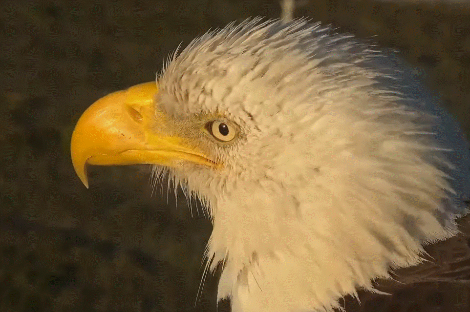 Super Dad M15 at SWFL eagle nest cam live