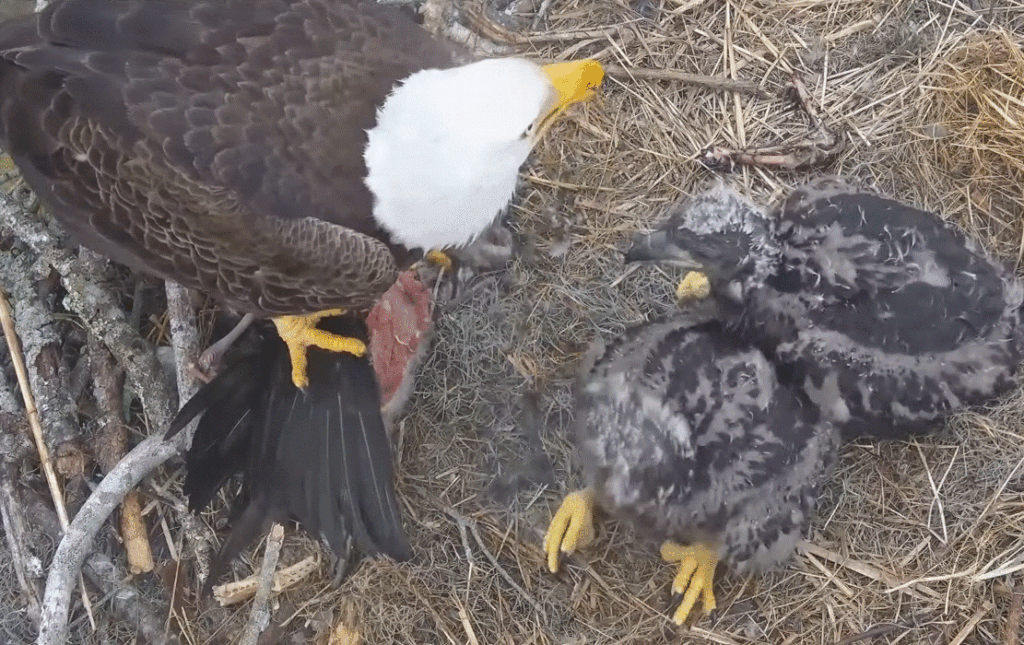 Eaglets E24 and E25