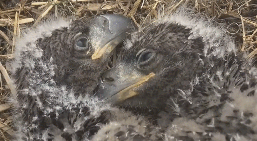 SWFL Eaglets E24 E25