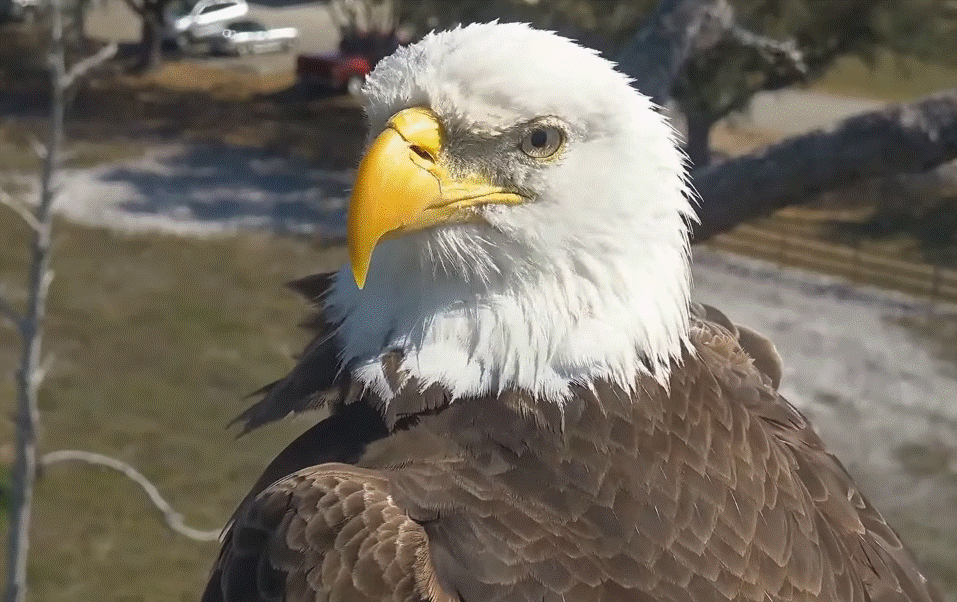 Southwest Florida Eagle Nest Cam M15 American Bald Eagle