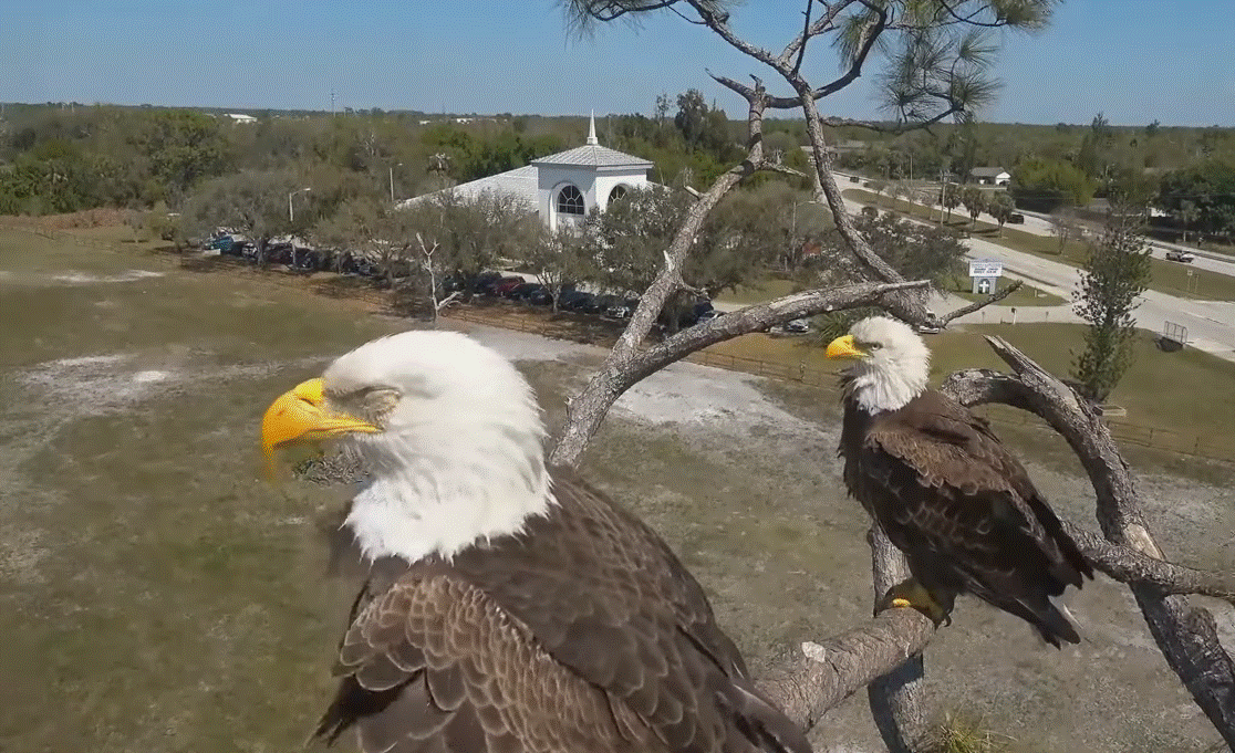 Southwest Florida Eagle Cam M15 F23