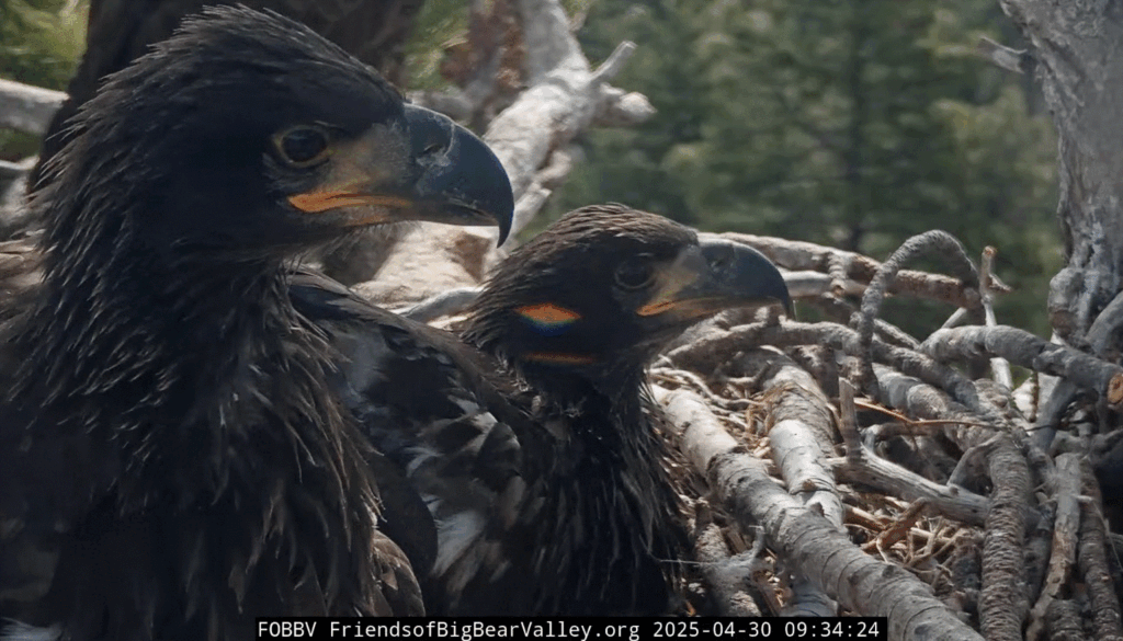 Big Bear Valley eagle nest Gizmo's Mona Lisa smile.