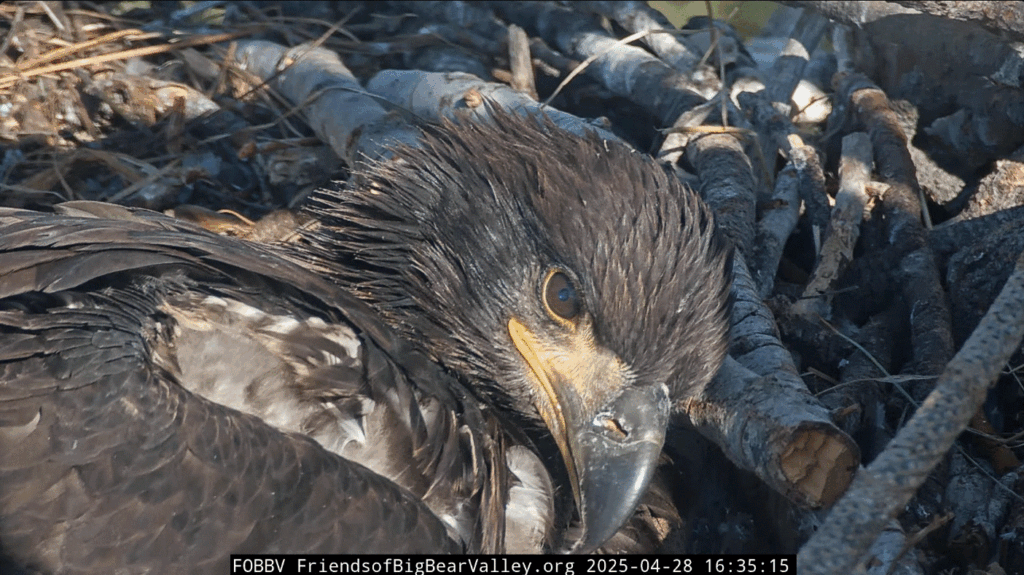 Big Bear Valley eagle nest Sunny closeup