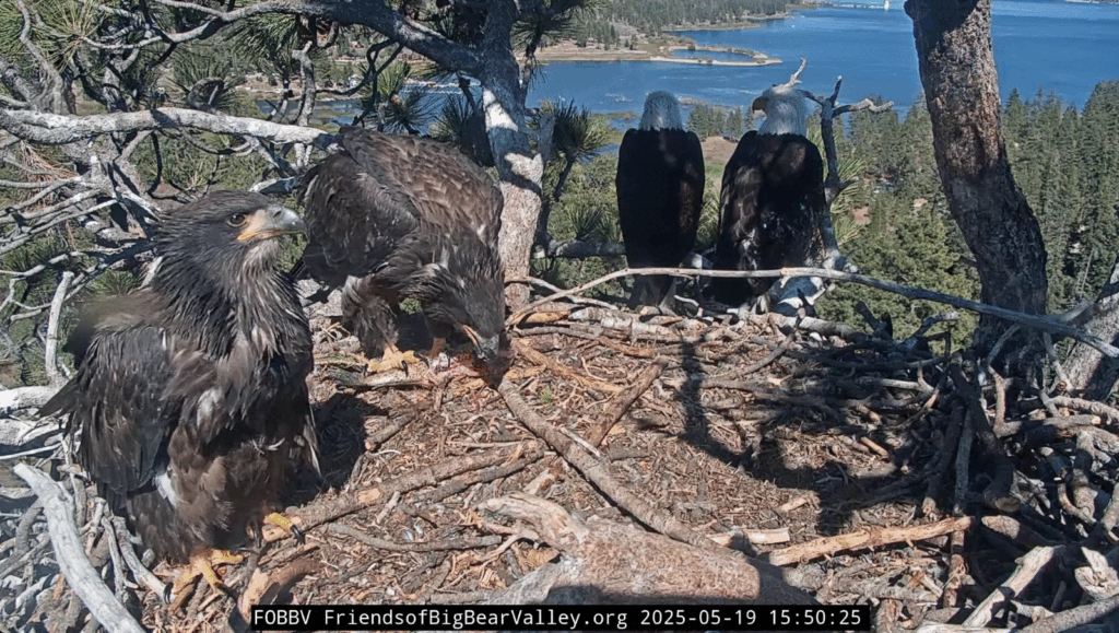 Big Bear Valley eagle family in the nest together