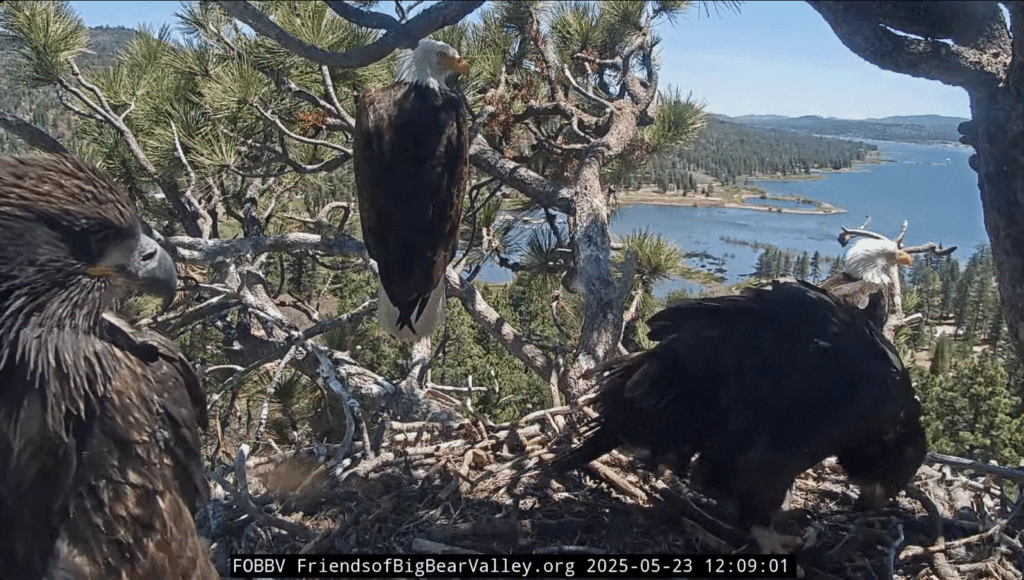 Big Bear Valley whole eagle family
