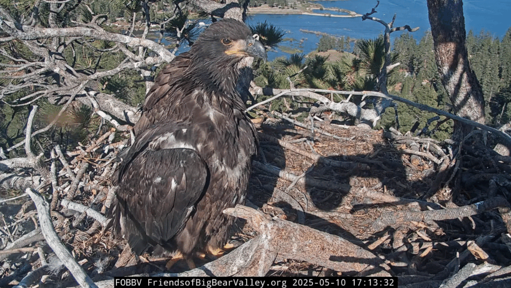 Big Bear Valley eagle nest Gizmo looking good