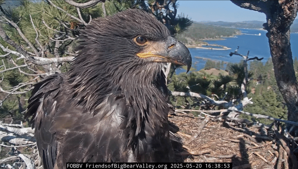 Big Bear Valley Gizmo closeup bald eagle nest