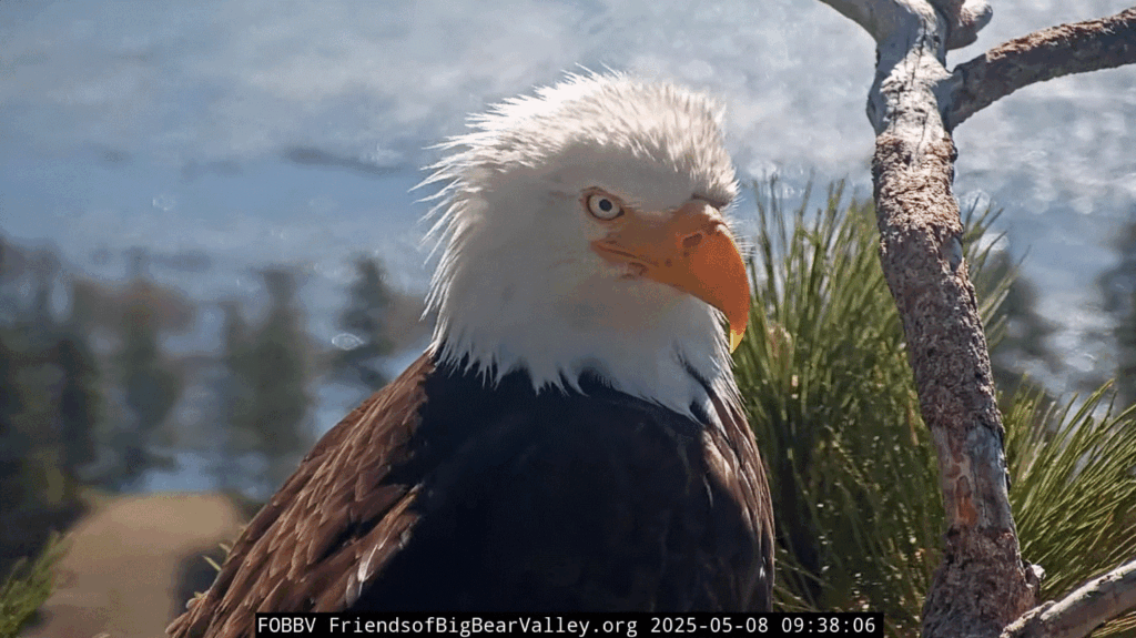 Big Bear Valley eagle dad of the year Shadow