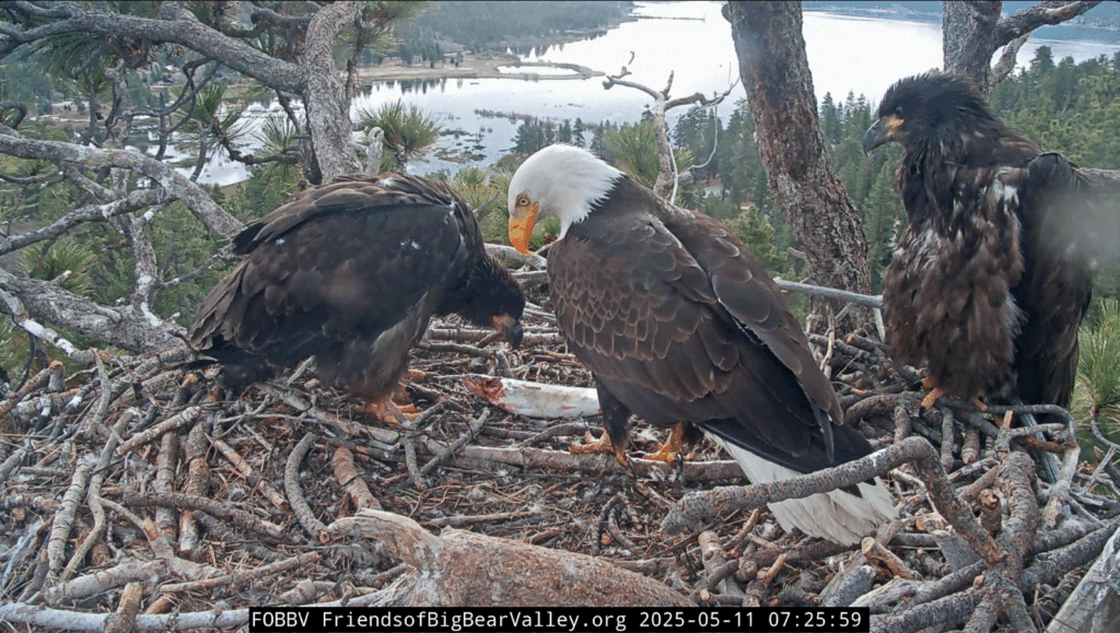 Big Bear Valley Sunny branching close to fledging