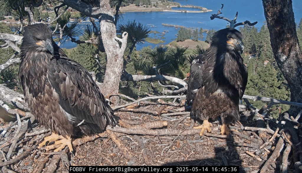 Big Bear Valley eagle nest Sunny and Gizmo