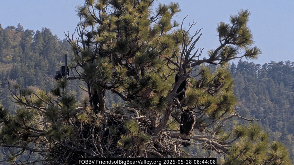 FOBBV cam 2 view of Sunny and Gizmo