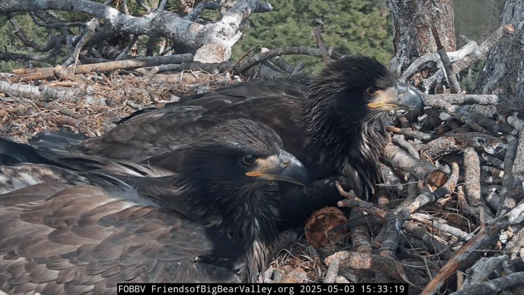 Big Bear Valley eagle nest Sunny and Gizmo closeup