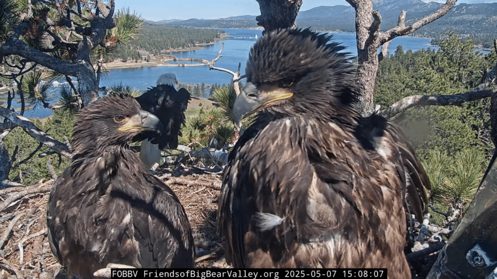 Big Bear Valley eagle nest fledge watch Sunny and Gizmo