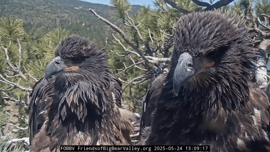 Big Bear Valley bald eagle nest Sunny and Gizmo together