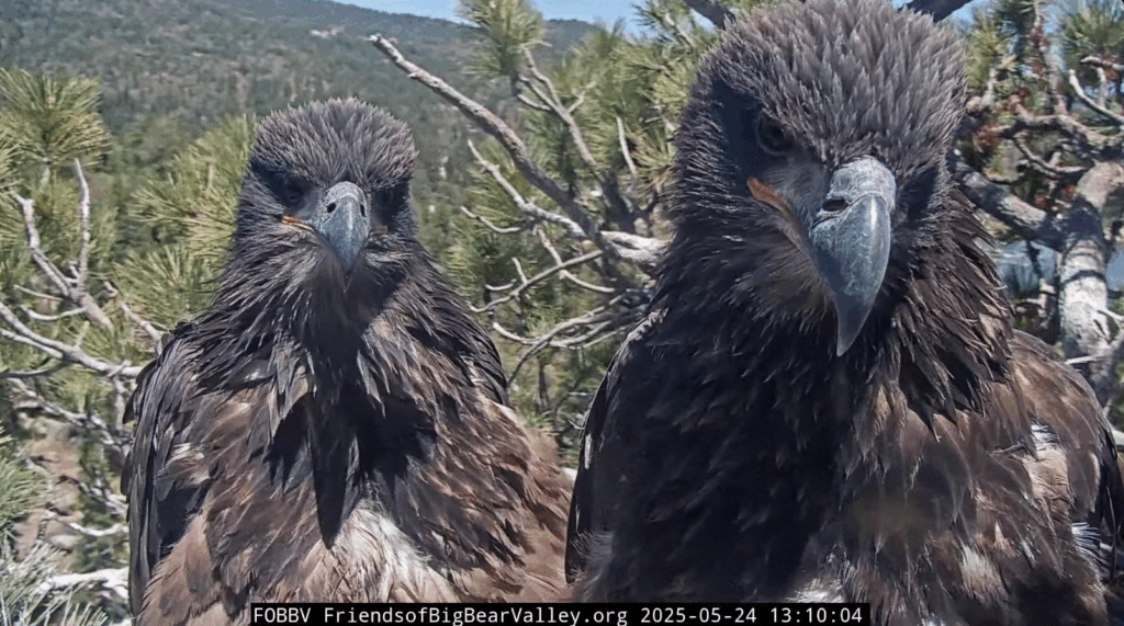 FOBBV Eagle siblings standing together Sunny and Gizmo