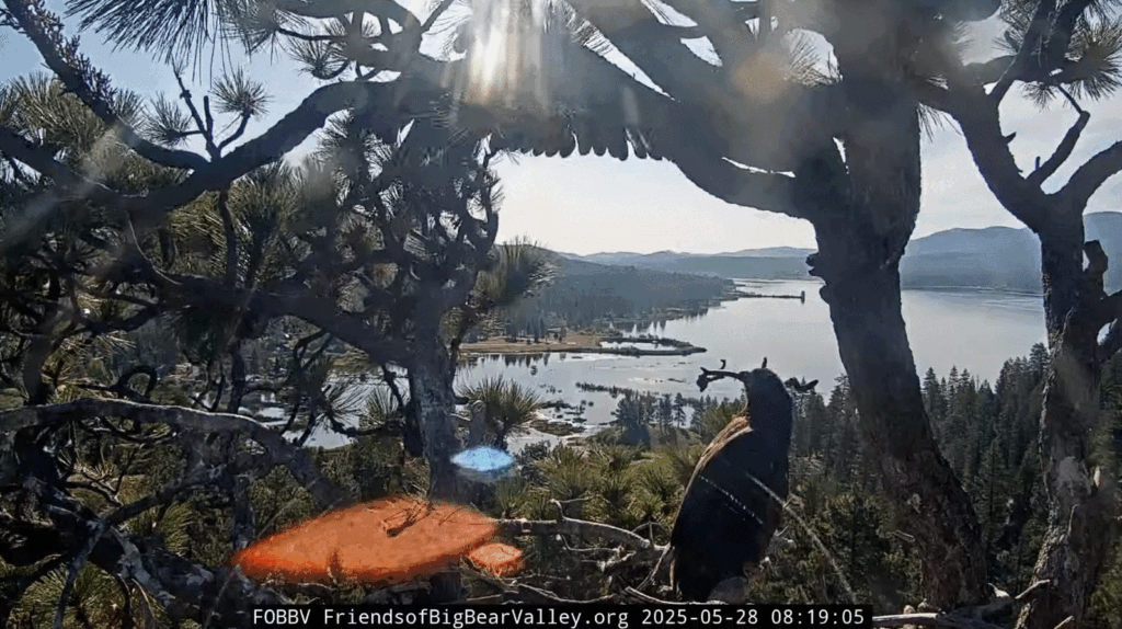 Big Bear Valley Sunny high perch wing flaps