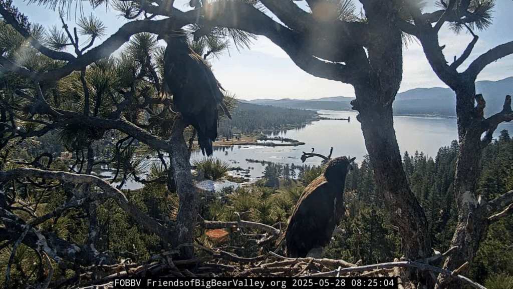 FOBBV Sunny to high perch
