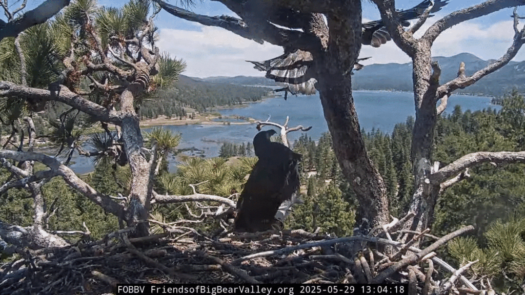 Big Bear Valley Sunny hovering in the air
