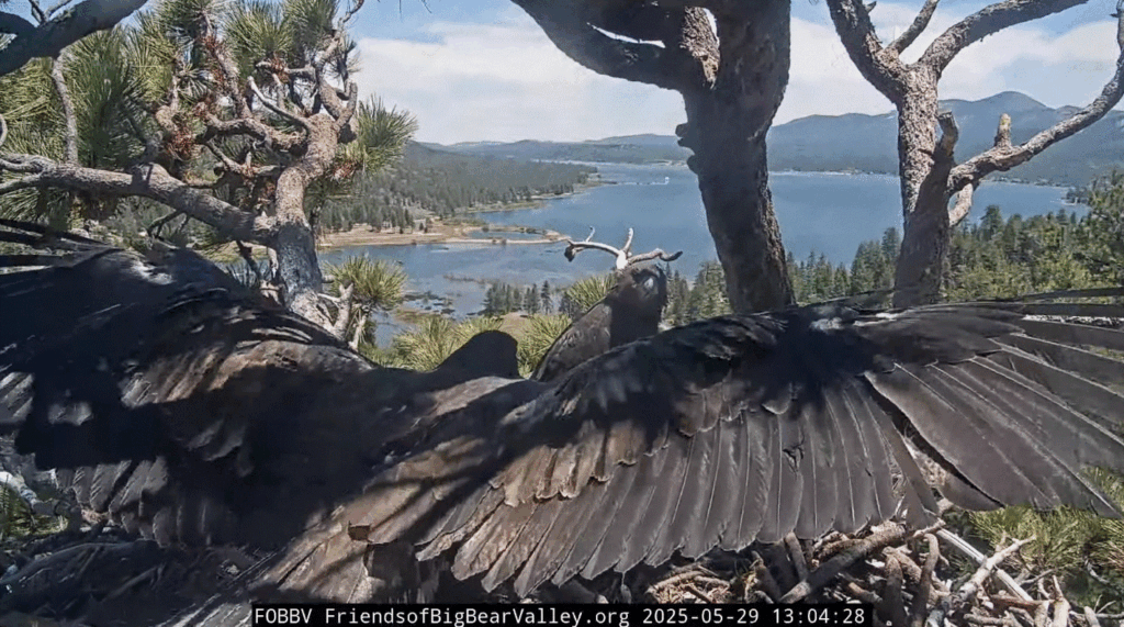 Big Bear Valley eagle nest Sunny gliding back into nest