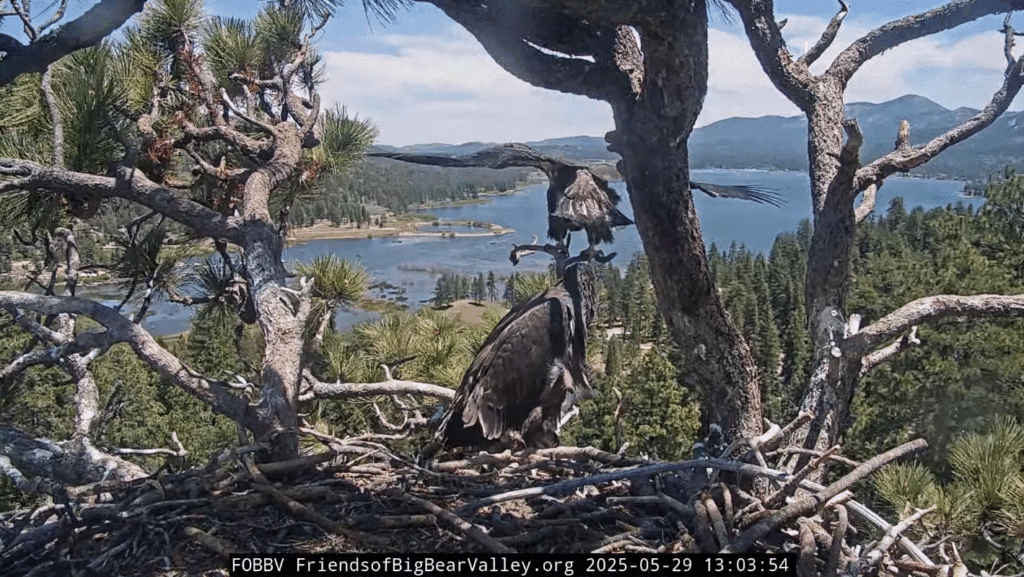 Big Bear Valley eagle nest Sunny flapping on the front porch