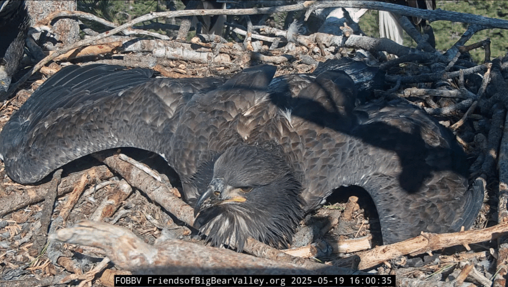 Big Bear Valley eagle nest Sunny stretches his wings