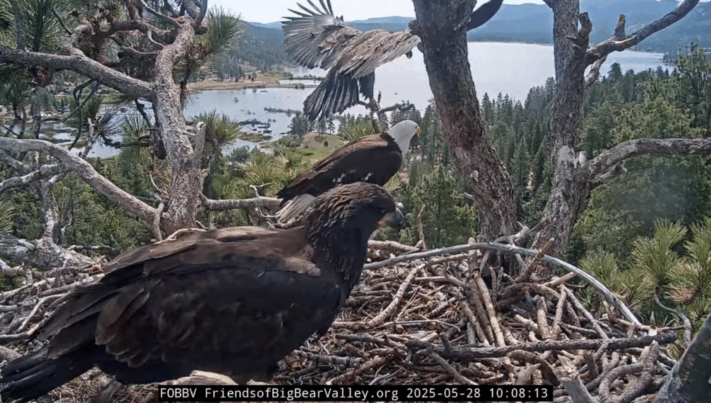 Big Bear Valley Sunny wing flaps