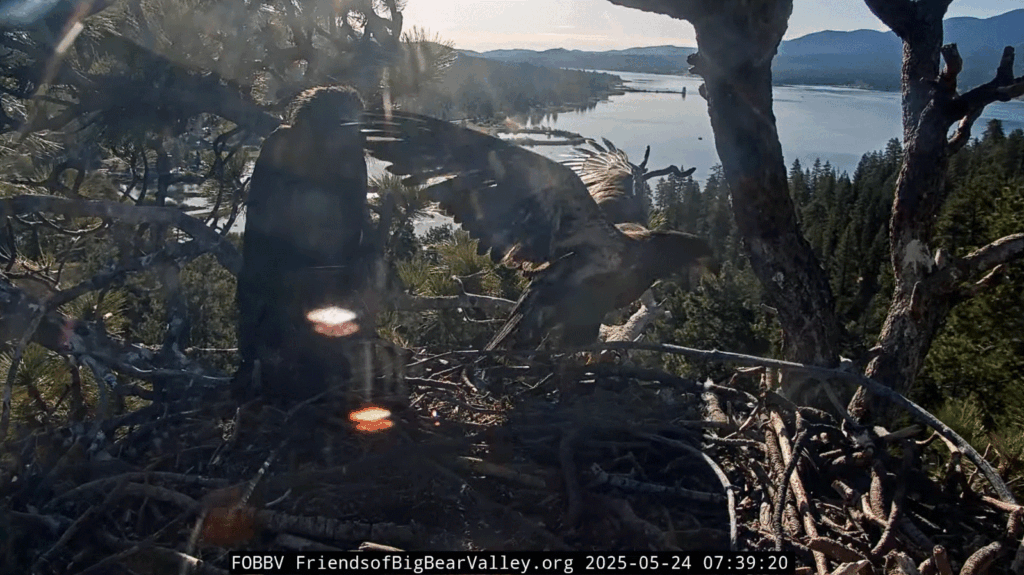 Big Bear Valley Sunny wing flaps
