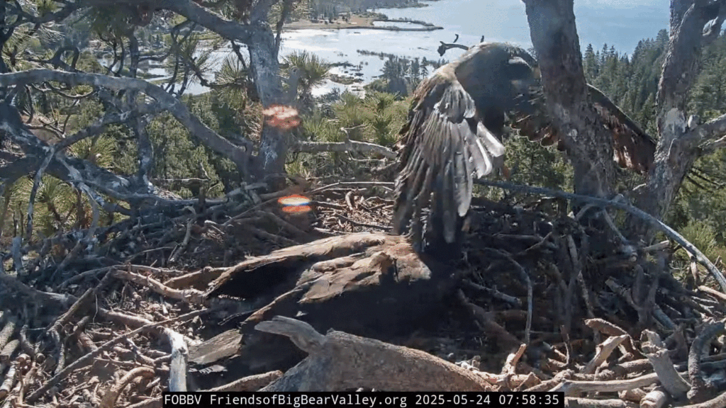 Big Bear Valley eagle nest Sunny getting air