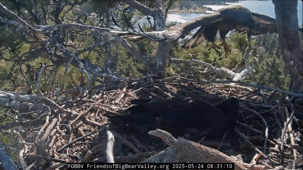 FOBBV eagle nest Sunny getting major air