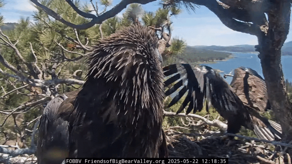 Big Bear Valley Sunny wing flaps