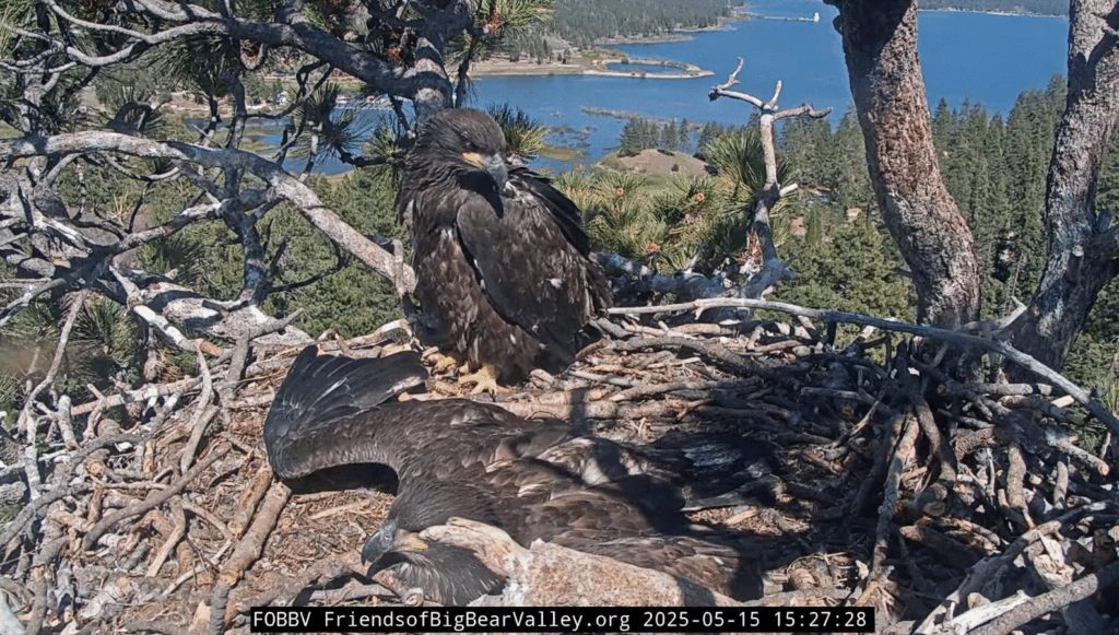 Big Bear Valley Sunny laying wingspread