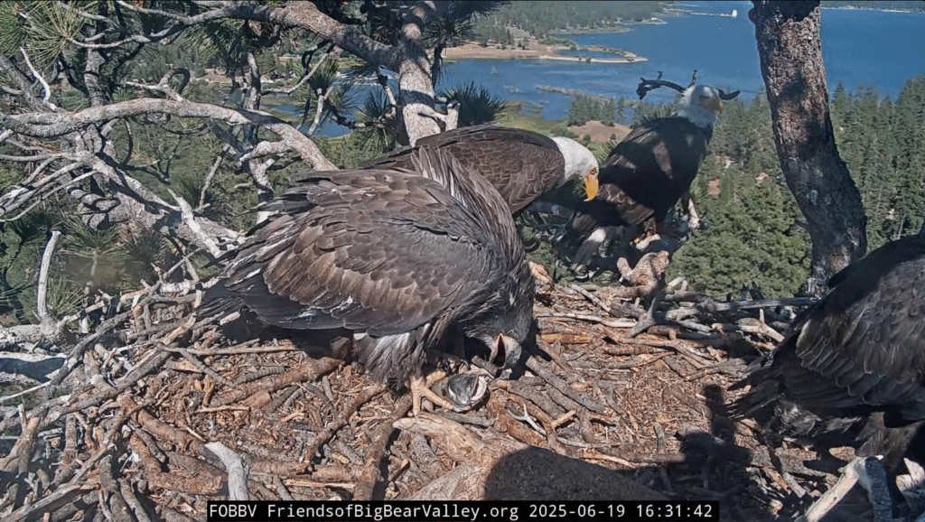 FOBBV Jackie Shadow Sunny and Gizmo all in the nest