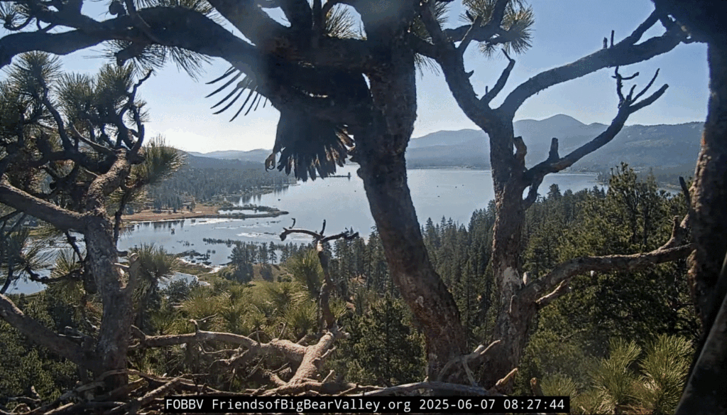 FOBBV Gizmo fledged on 6/7/25 at 8:27am