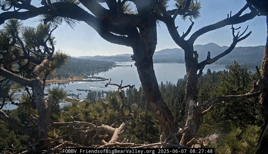 FOBBV Gizmo continues to fly towards another tree down below