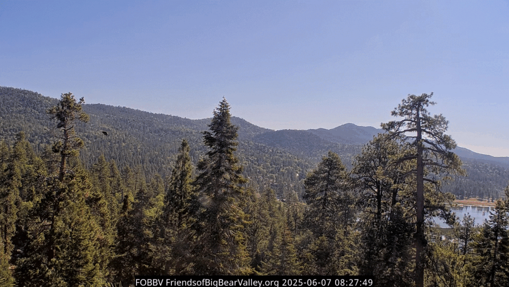 FOBBV Gizmo fledge cam2 6/7/25 8:27am