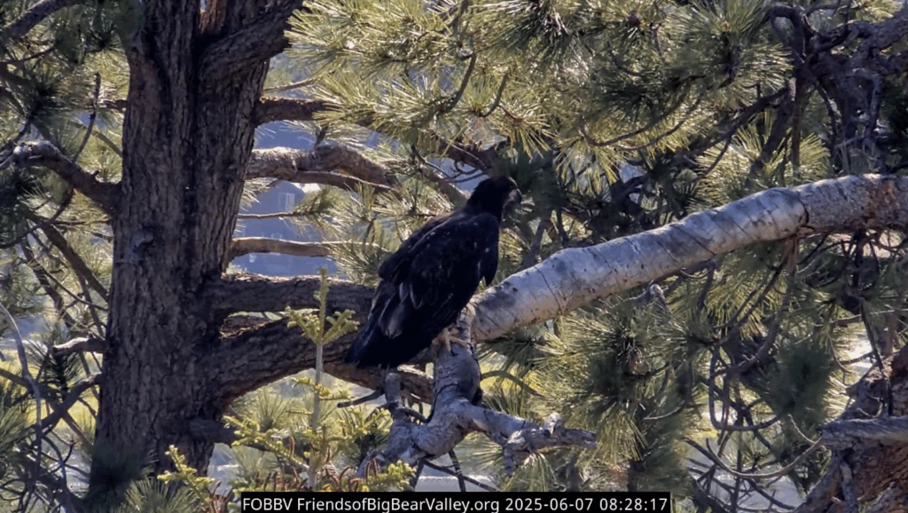 FOBBV Gizmo fledge landing safely on a tree