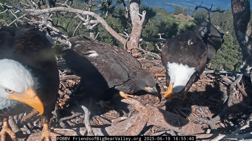 FOBBV eagle nest Jackie Shadow Sunny