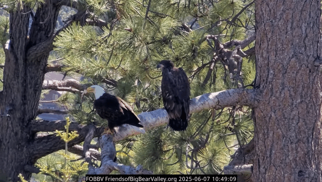 FOBBV Jackie feeds Gizmo at Simba Tree after fledge